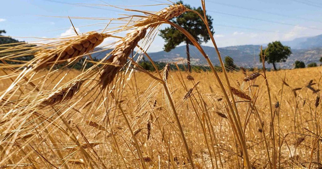 Gülnar’ın Atalık Sarı Buğdayı Üzerinden “Neden Yerel, Neden Atalık Tohum?” Sorusuna Deneysel Bir Yanıt